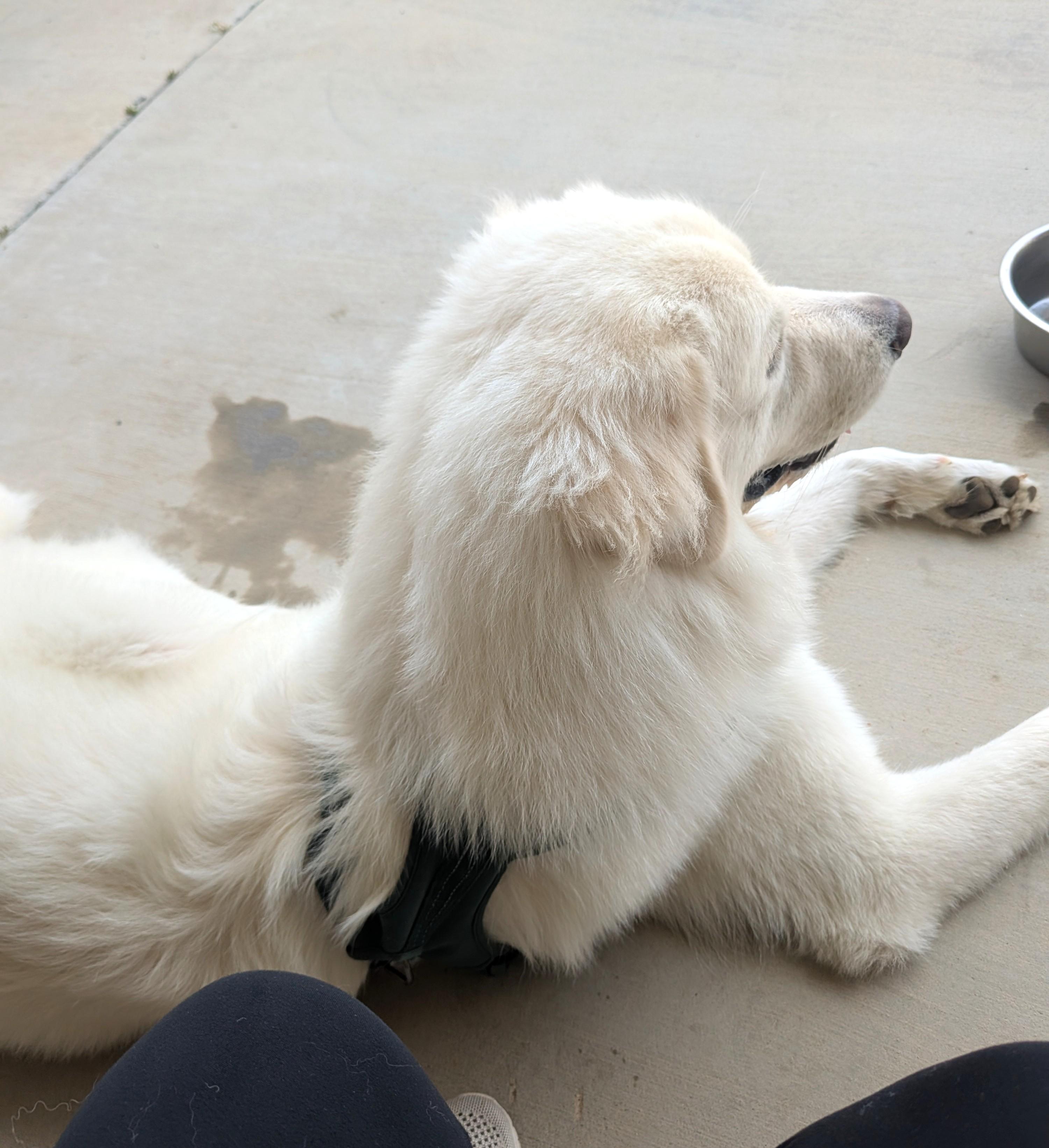 Enlarge Brother Che'lu SAT, a Adoptable Great Pyrenees in San Antonio, TX image 6/6
