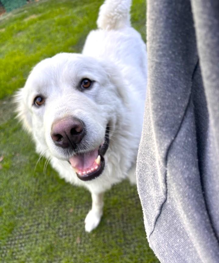 Enlarge Brother Che'lu SAT, a Adoptable Great Pyrenees in San Antonio, TX image 2/6