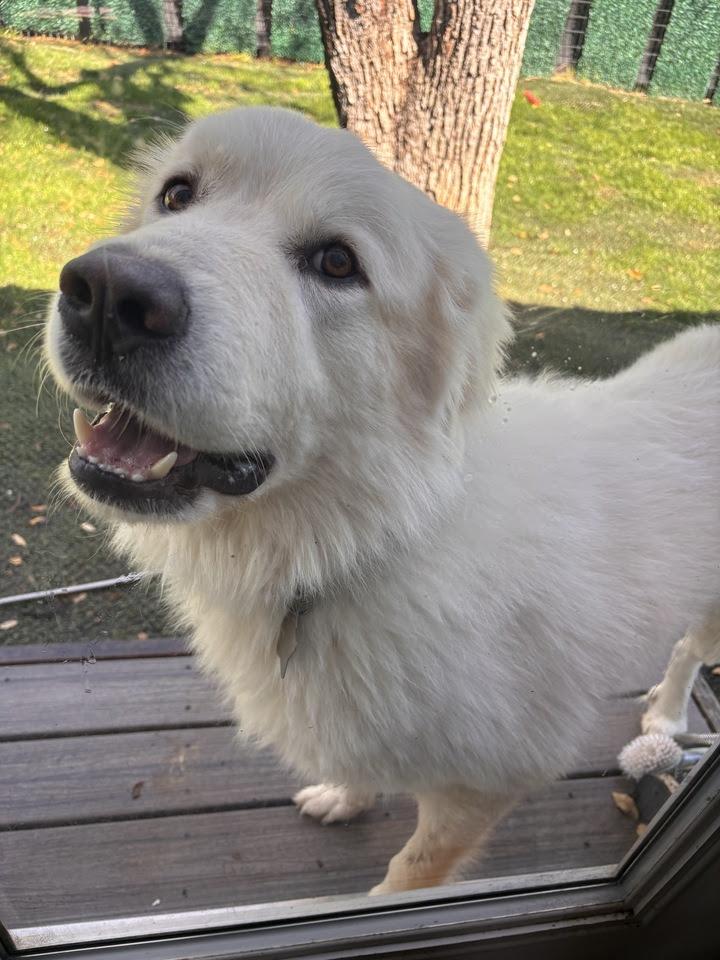 Enlarge Brother Che'lu SAT, a Adoptable Great Pyrenees in San Antonio, TX image 3/6