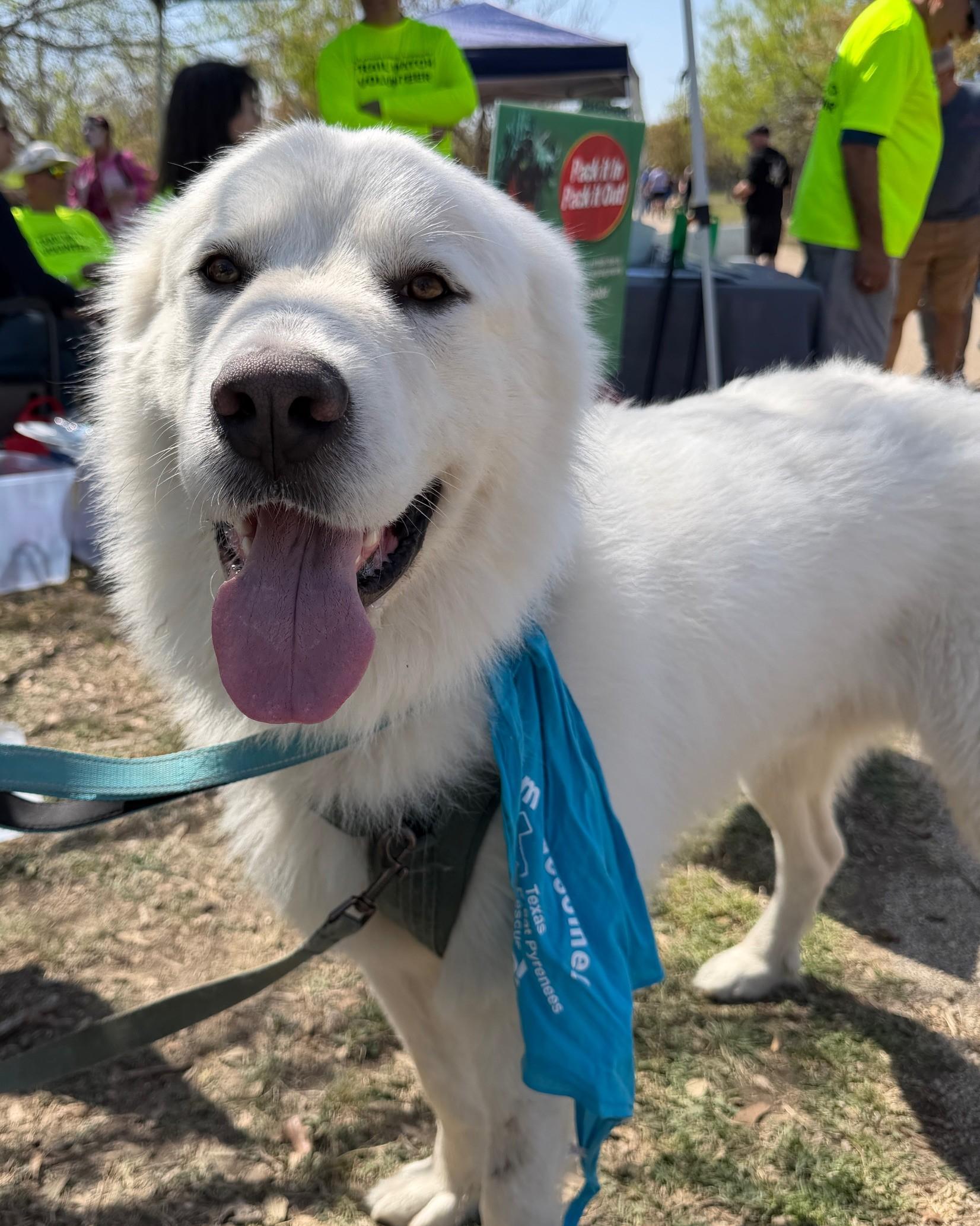 Enlarge Brother Che'lu SAT, a Adoptable Great Pyrenees in San Antonio, TX image 4/6