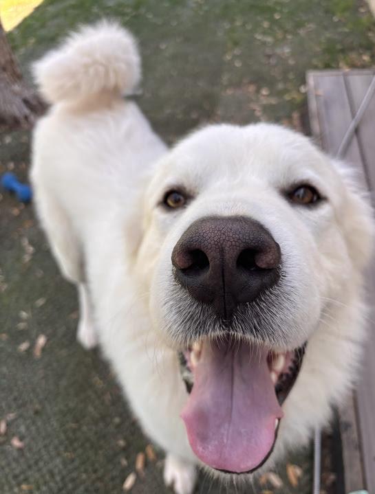 Enlarge Brother Che'lu SAT, a Adoptable Great Pyrenees in San Antonio, TX image 5/6