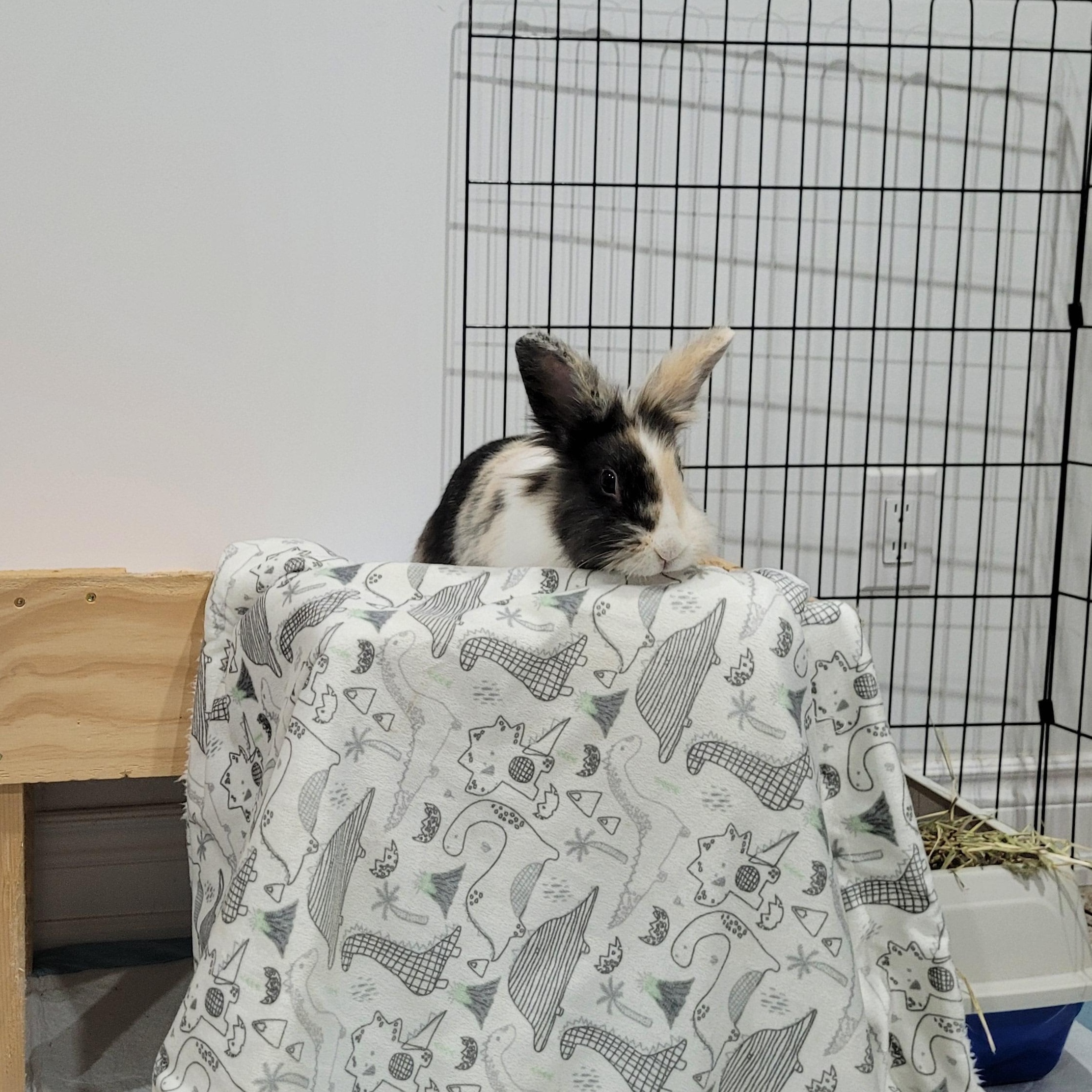 Enlarge Vienna, a ADOPTABLE Bunny Rabbit in Cambridge, ON image 2/6