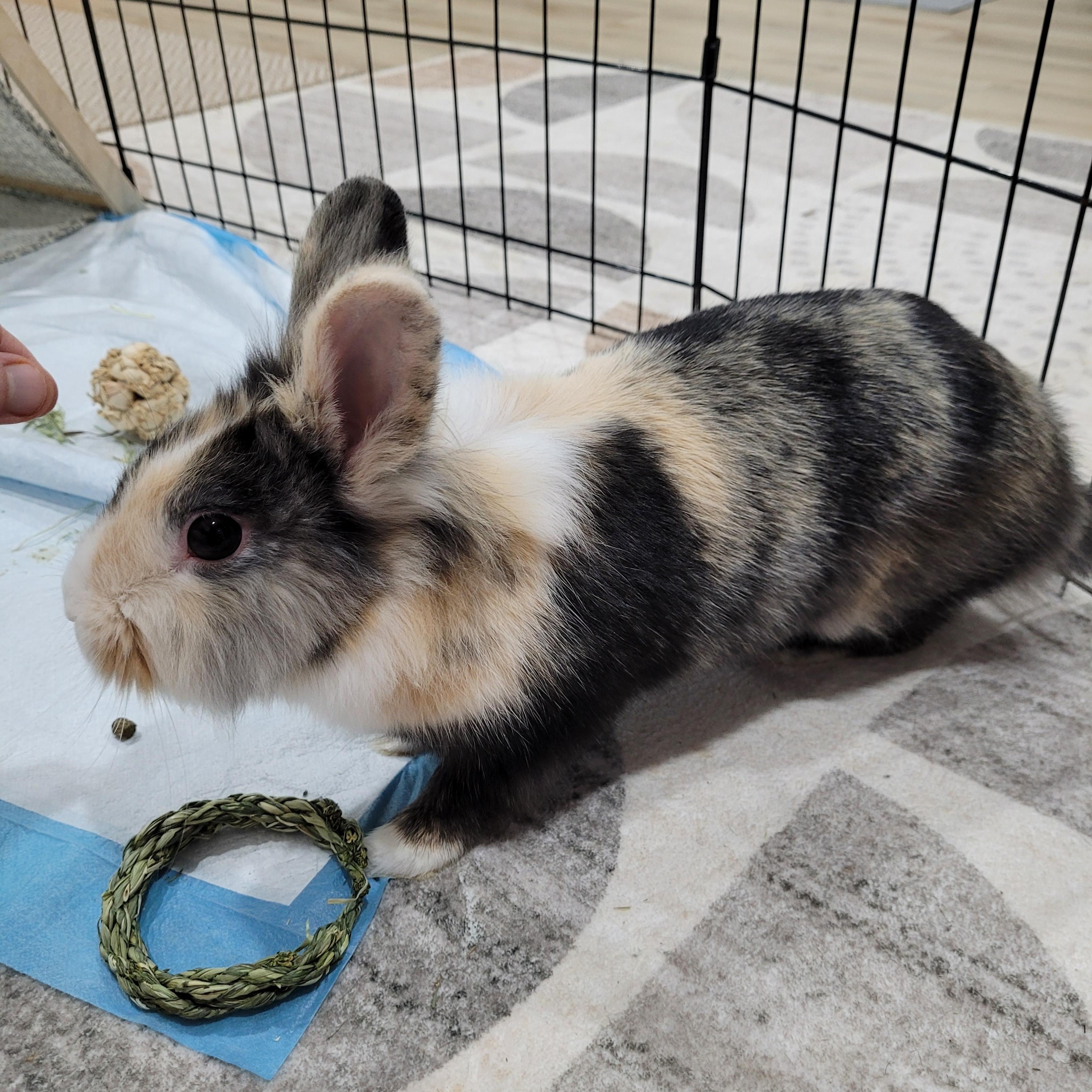 Enlarge Vienna, a ADOPTABLE Bunny Rabbit in Cambridge, ON image 4/6