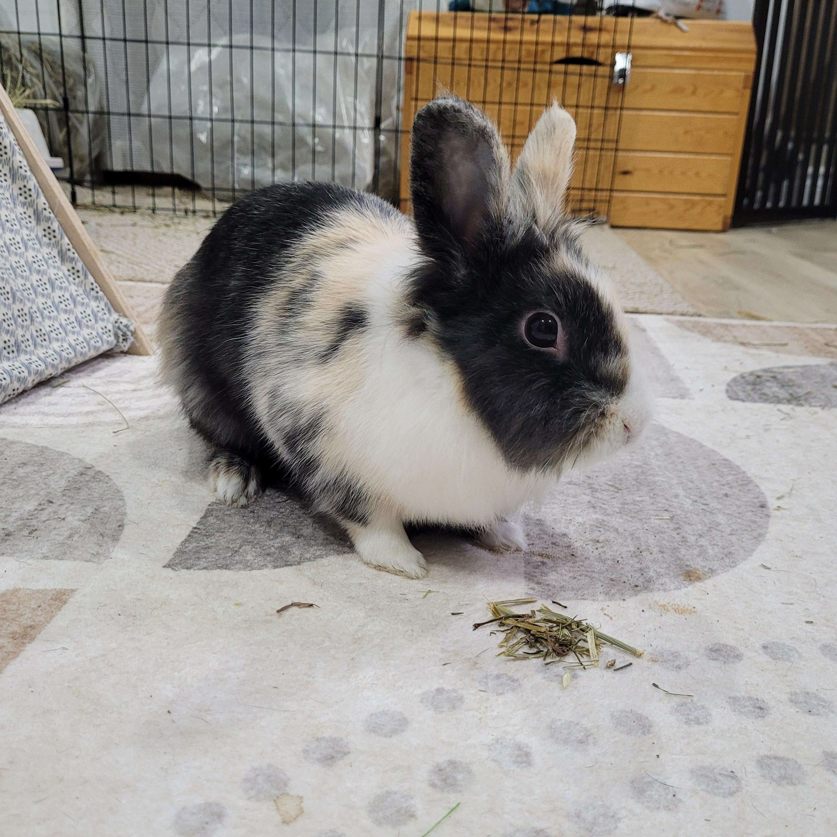 Enlarge Vienna, a ADOPTABLE Bunny Rabbit in Cambridge, ON image 3/6