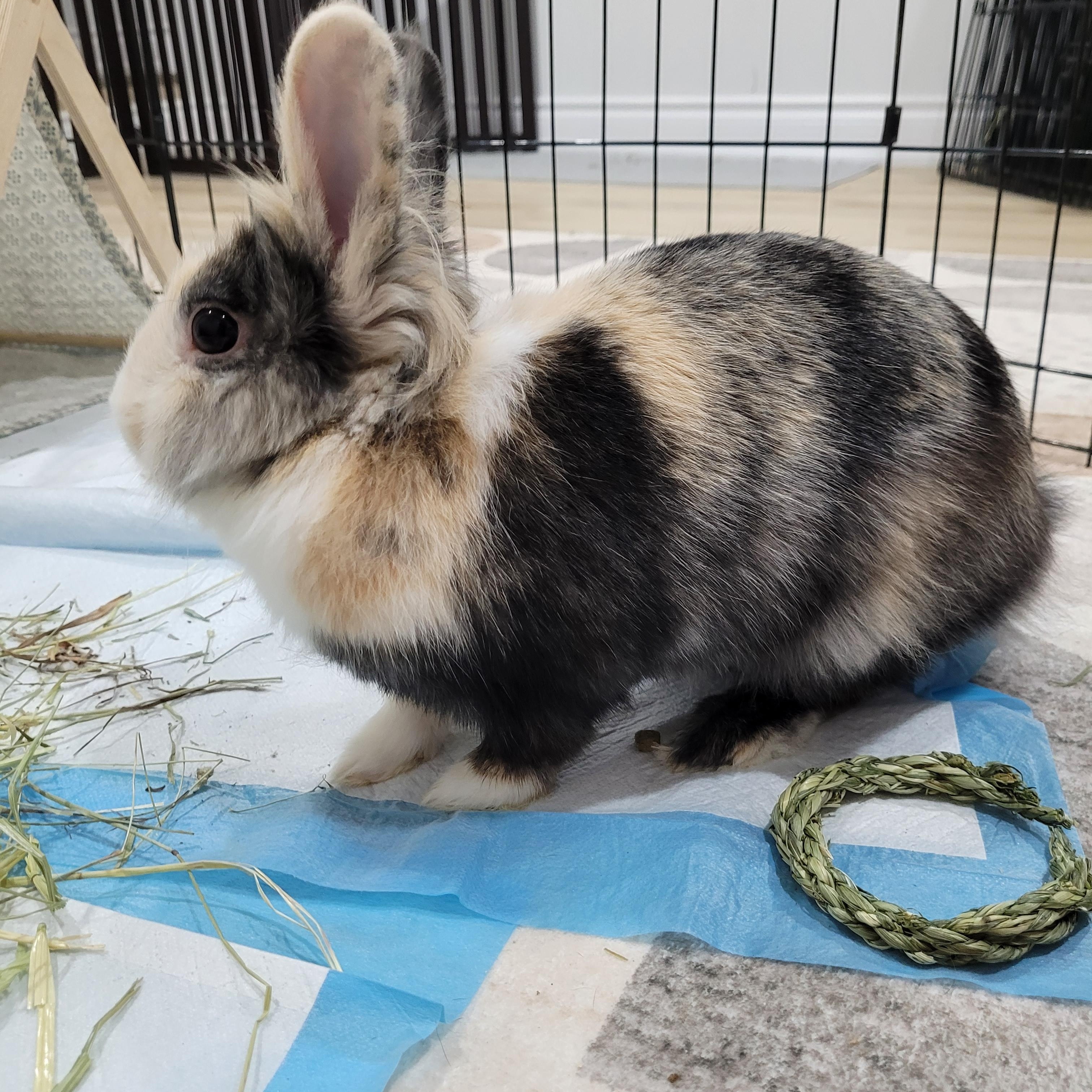 Enlarge Vienna, a ADOPTABLE Bunny Rabbit in Cambridge, ON image 6/6