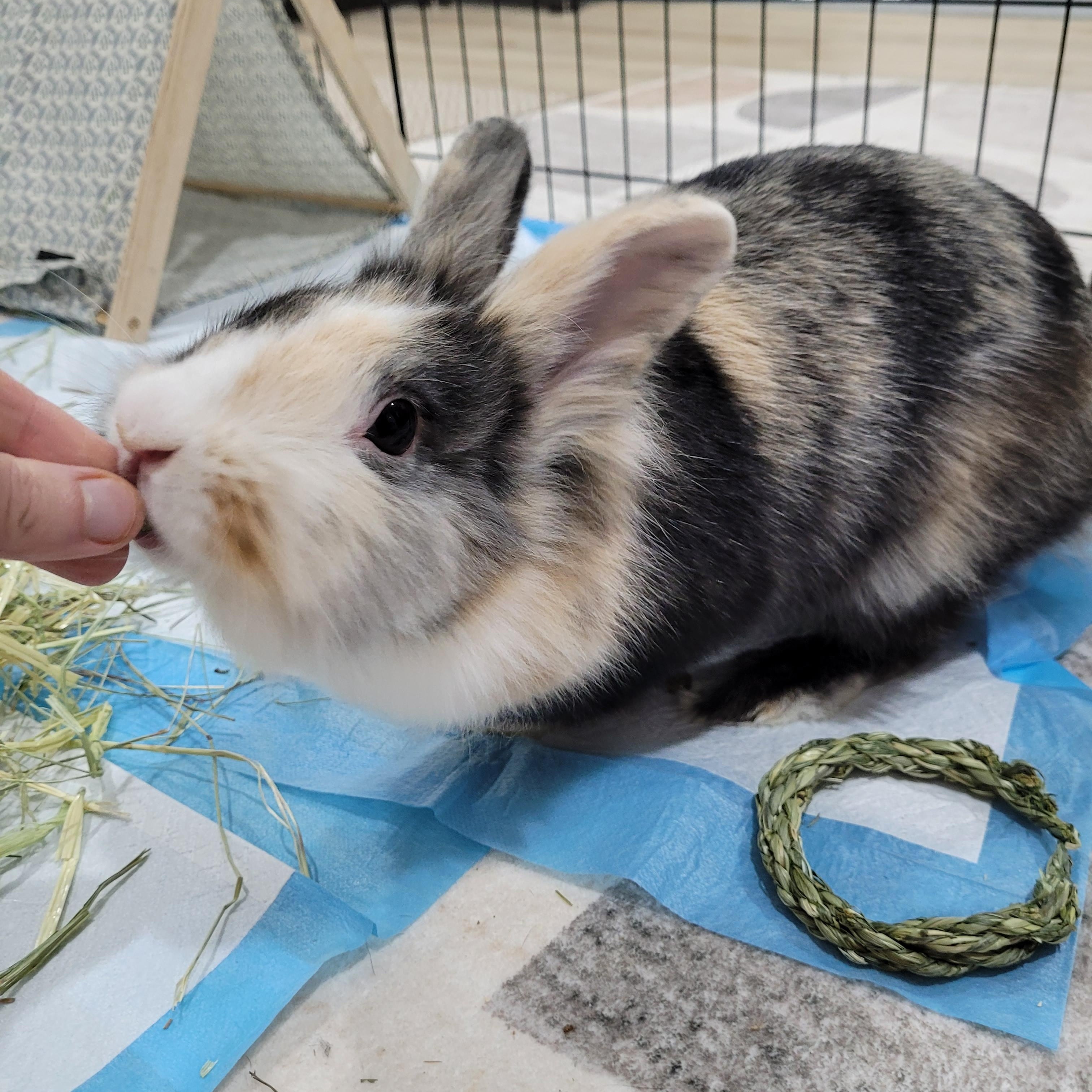 Enlarge Vienna, a ADOPTABLE Bunny Rabbit in Cambridge, ON image 5/6