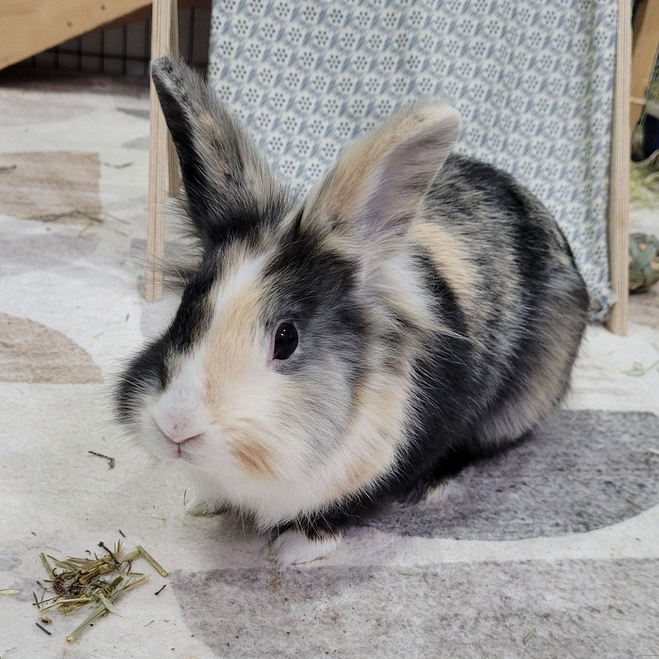 Vienna, ADOPTABLE, Adult Female Bunny Rabbit.