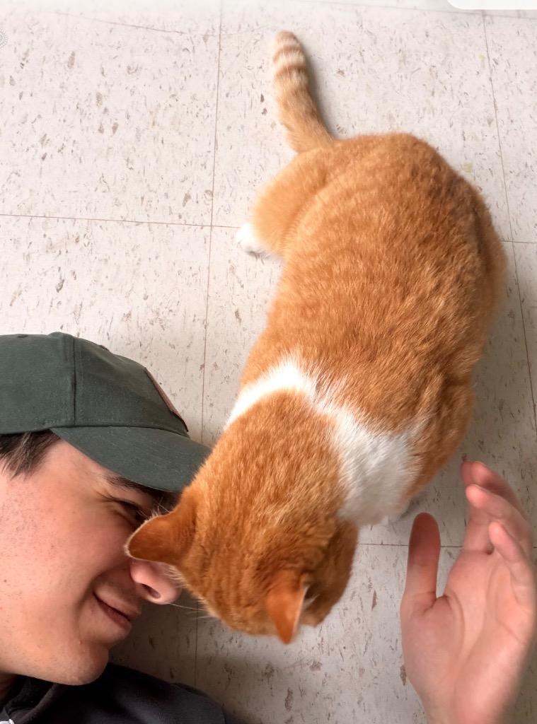 GWENYVER, Adopted, Adult Female Domestic Short Hair.