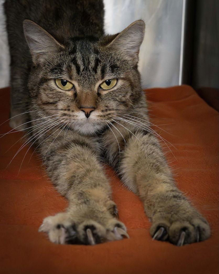 Enlarge Lacie, a Adoptable Domestic Short Hair in Wilmington, NC image 1/1