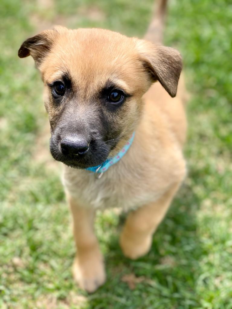 Jaskier, Adopted, Adult Male Shepherd & Mixed Breed.