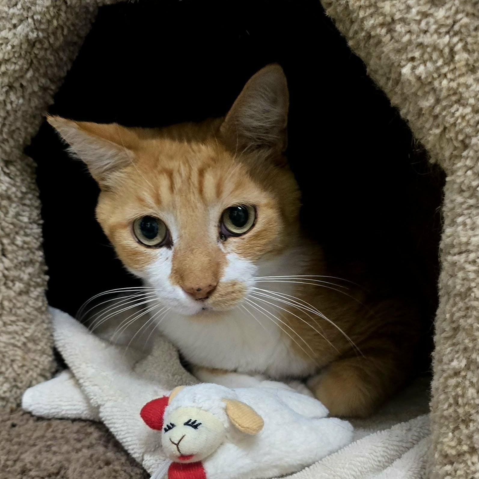 Baby, adopted, Senior Male American Shorthair.