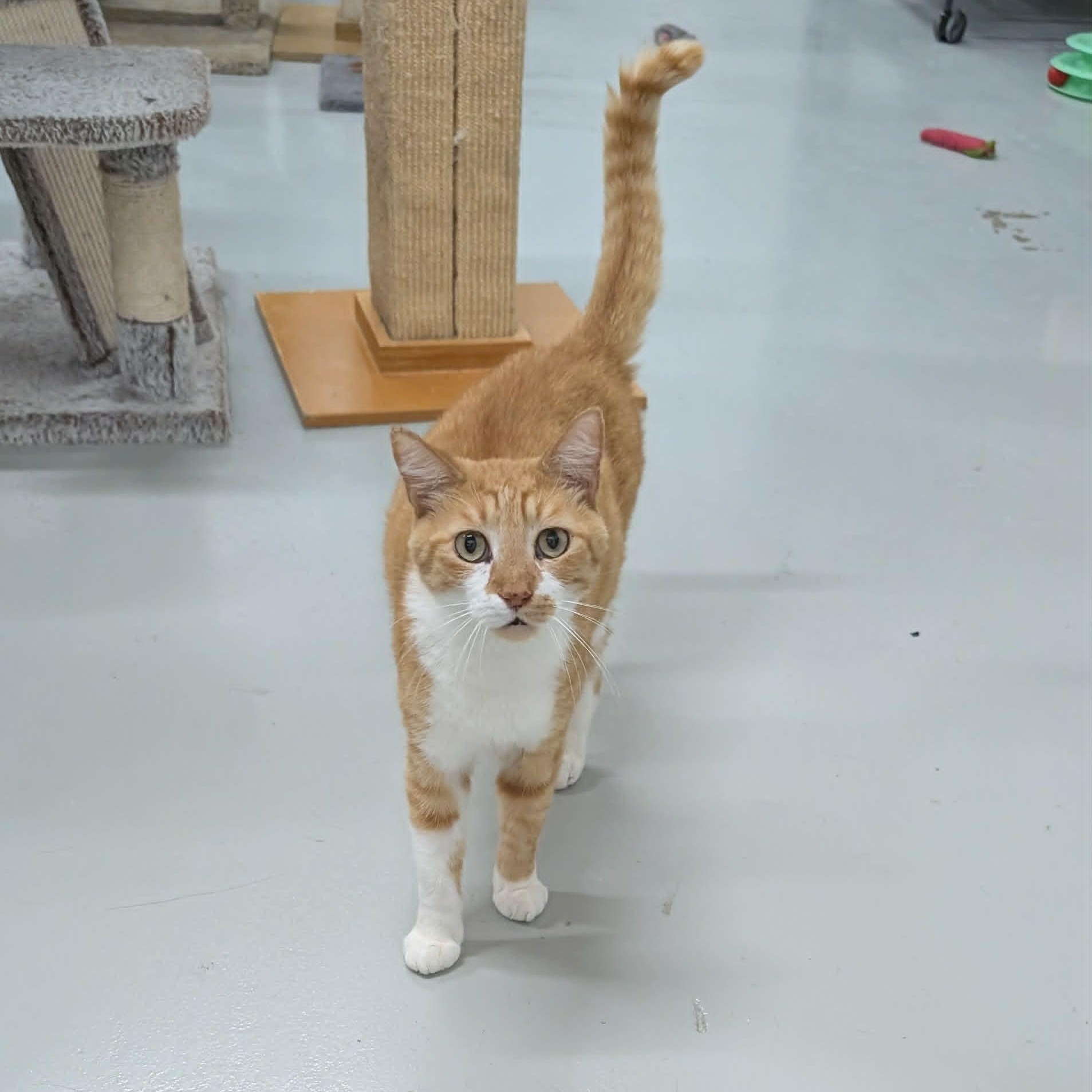 Enlarge Baby, an adopted American Shorthair in West Palm Beach, FL image 2/4