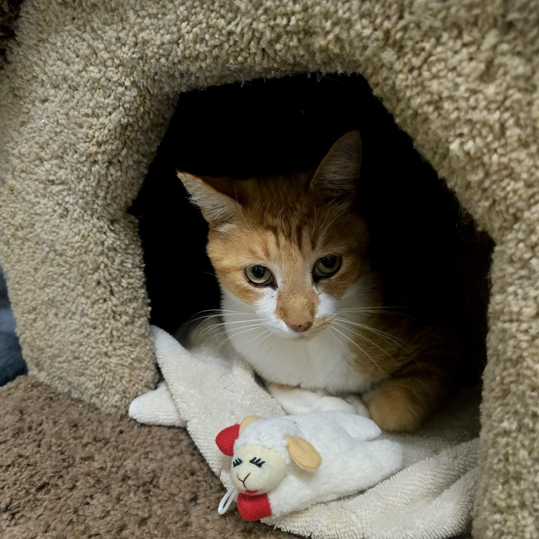 Enlarge Baby, an adopted American Shorthair in West Palm Beach, FL image 4/4