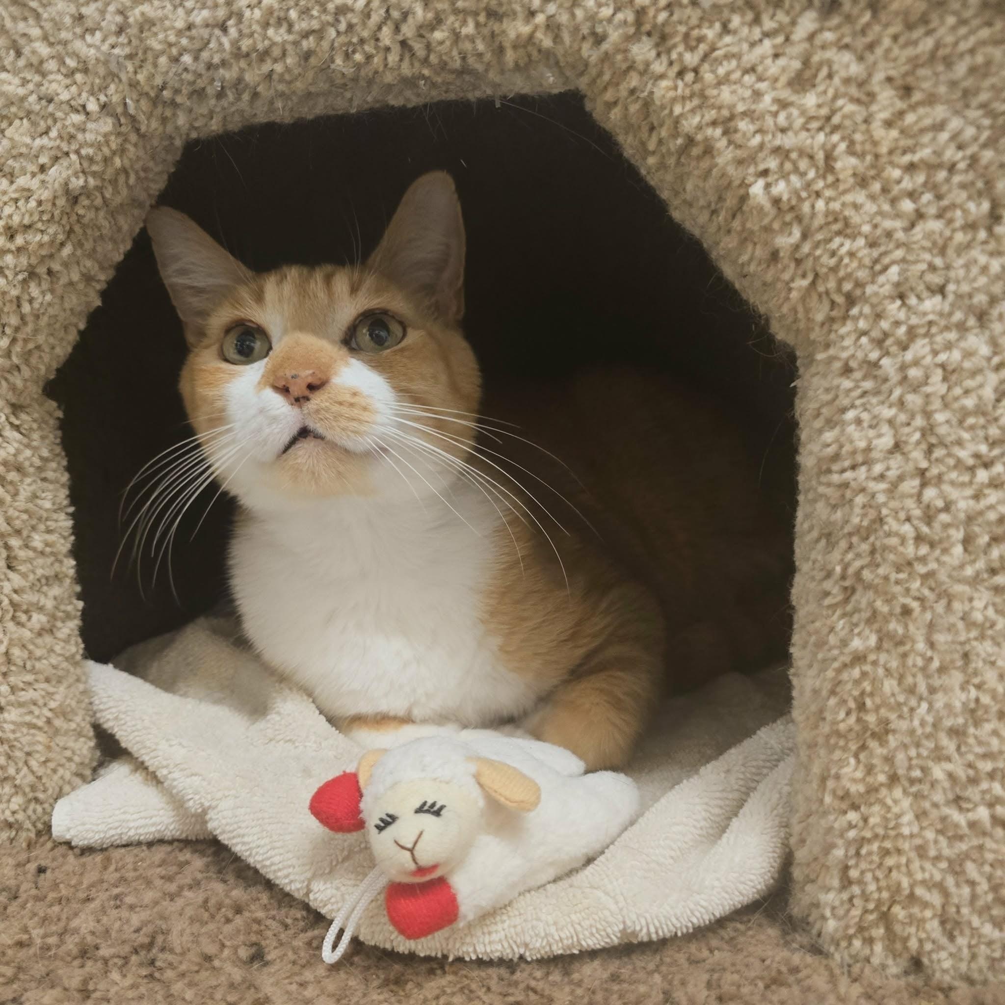 Enlarge Baby, an adopted American Shorthair in West Palm Beach, FL image 3/4