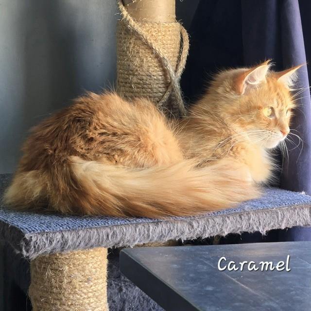 Caramel, an adopted Domestic Long Hair in Fredericton, NB image 4/4