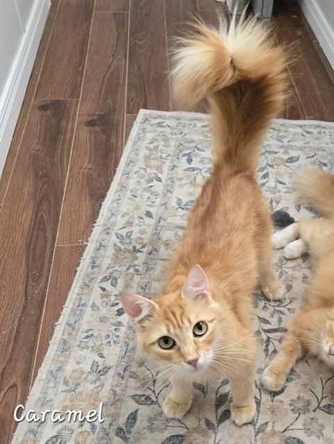 Caramel, adopted, Adult Female Domestic Long Hair.
