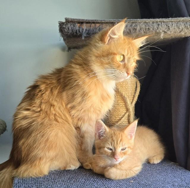 Caramel, an adopted Domestic Long Hair in Fredericton, NB image 2/4