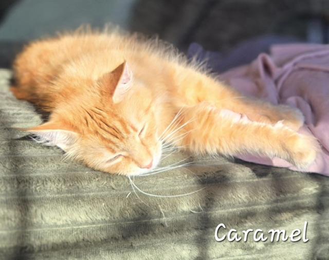 Caramel, an adopted Domestic Long Hair in Fredericton, NB image 3/4