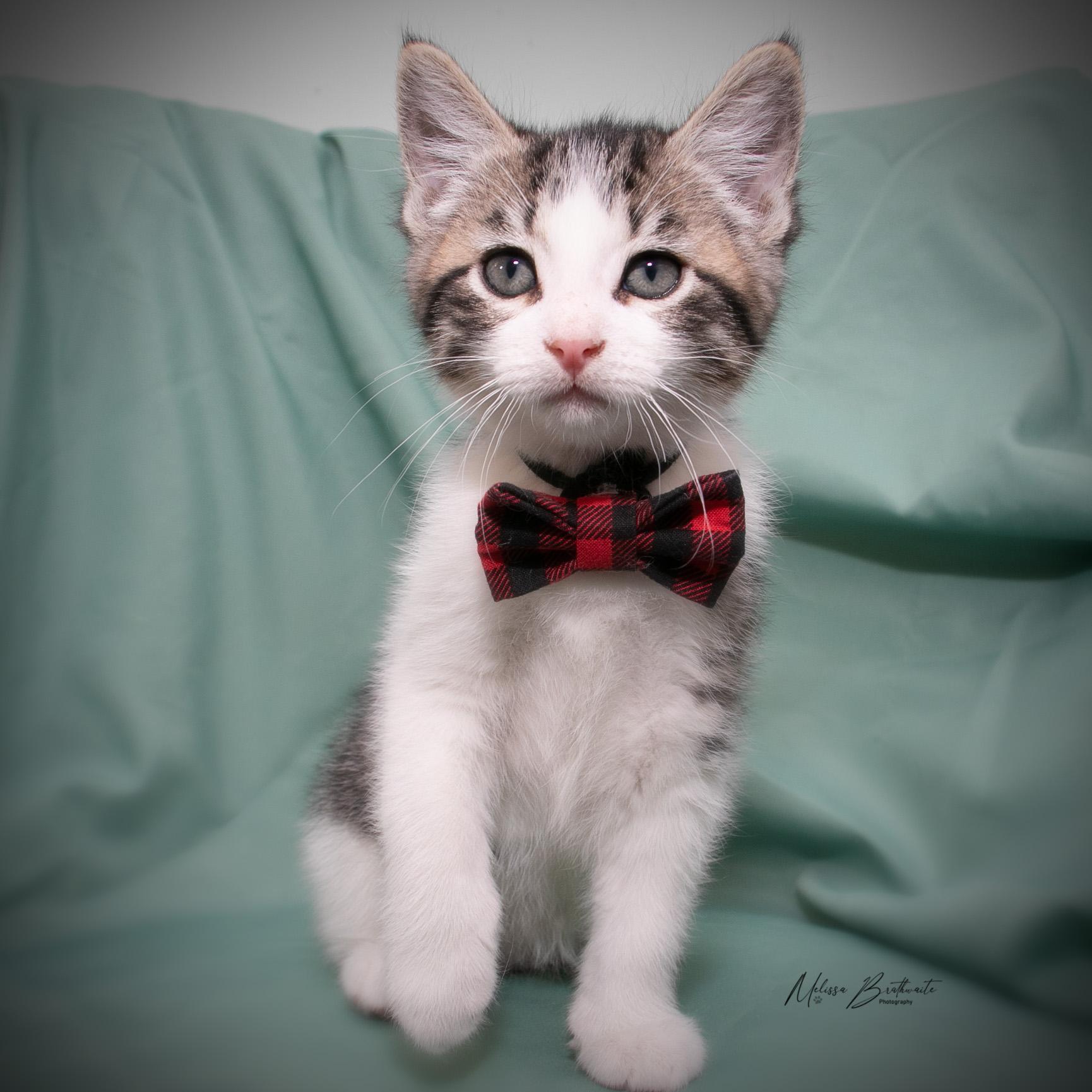 Enlarge Catmando, a Adoptable Domestic Short Hair in Calgary, AB image 2/4