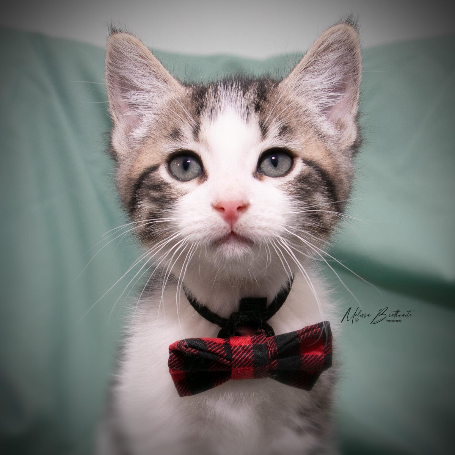 Enlarge Catmando, a Adoptable Domestic Short Hair in Calgary, AB image 4/4