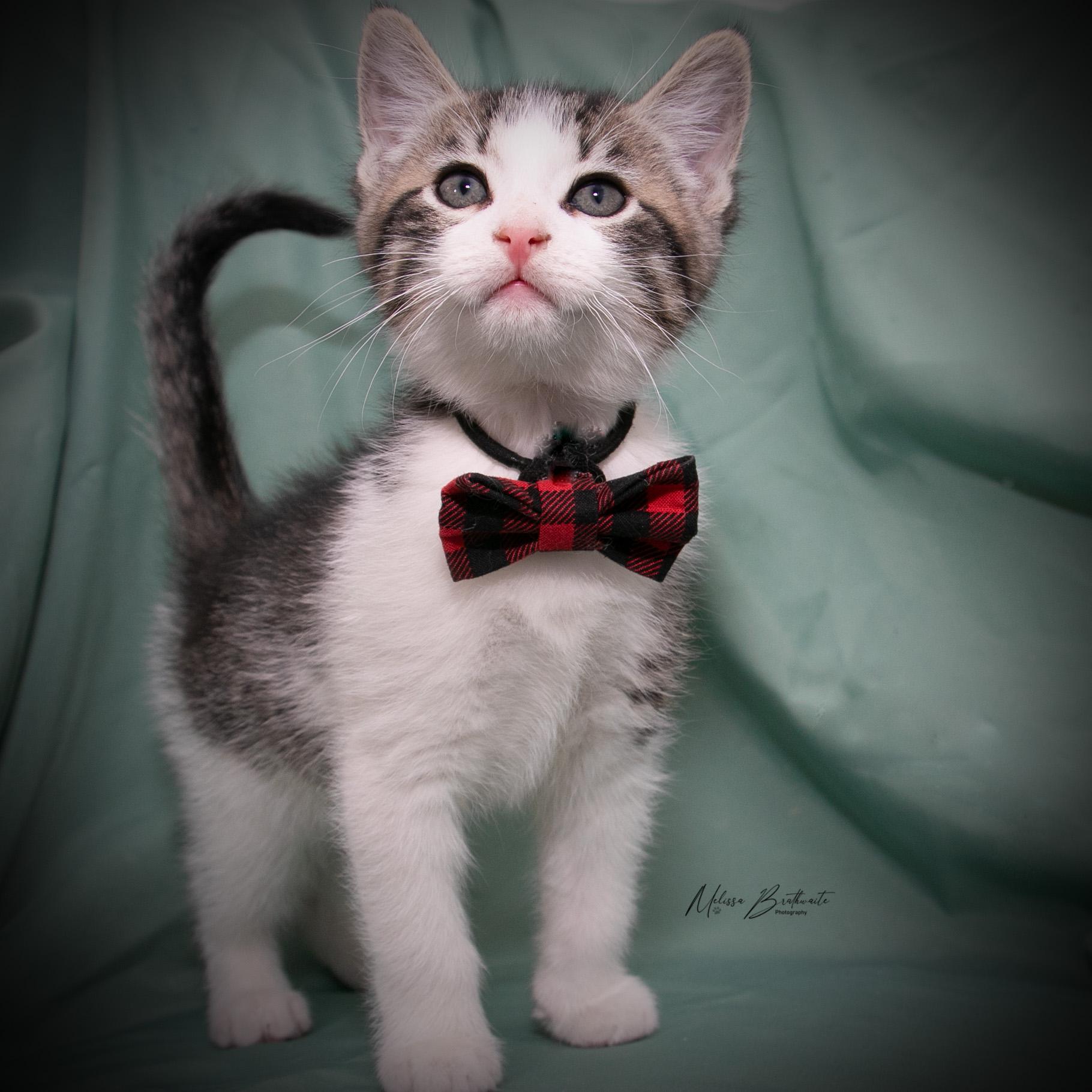 Enlarge Catmando, a Adoptable Domestic Short Hair in Calgary, AB image 1/4