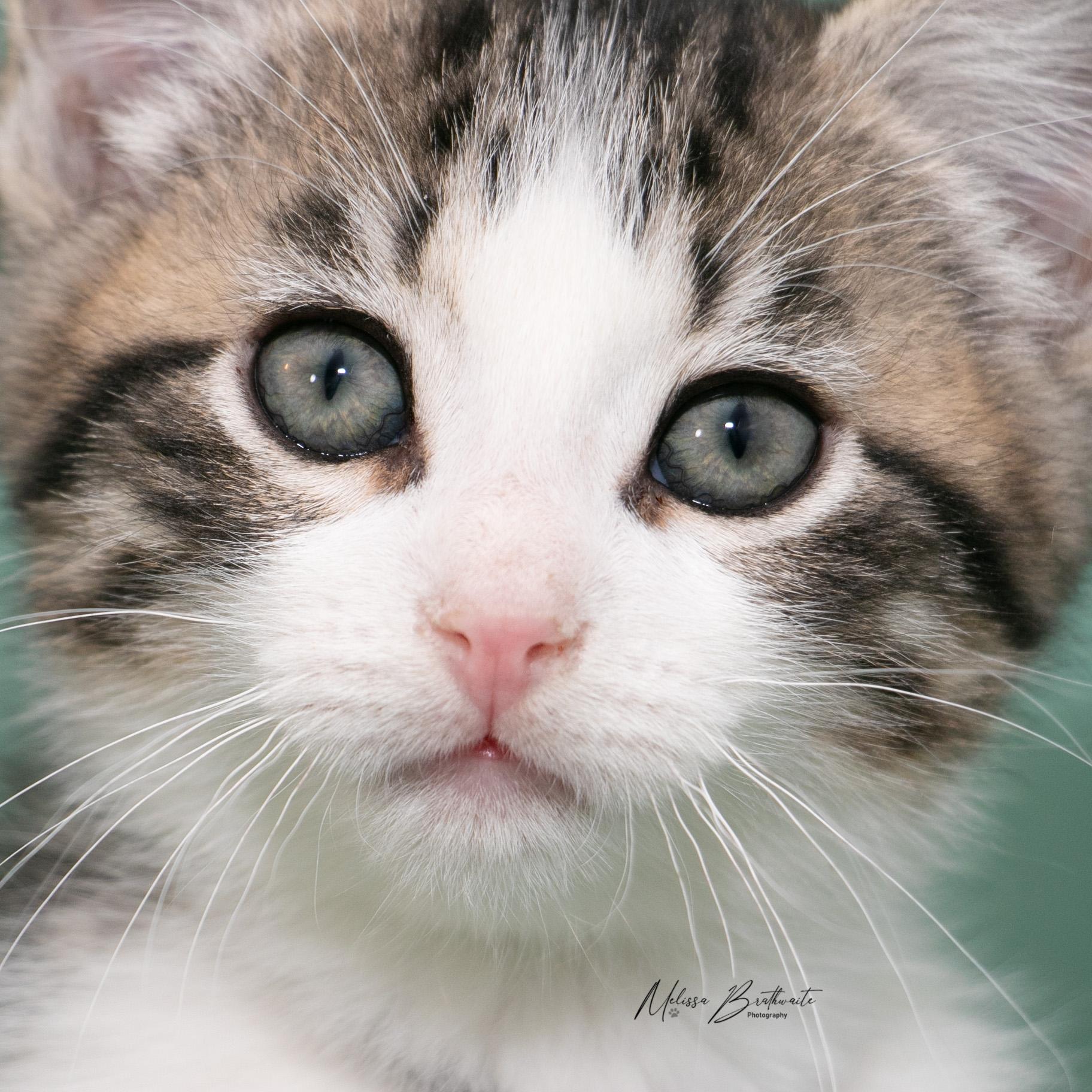 Enlarge Catmando, a Adoptable Domestic Short Hair in Calgary, AB image 3/4