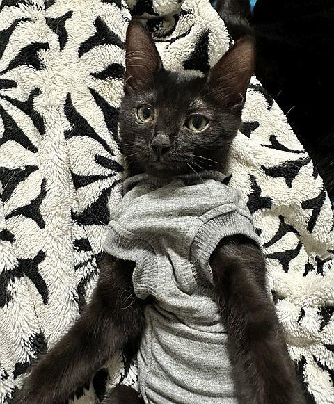 Venture, Adoptable, Kitten Female Domestic Short Hair.