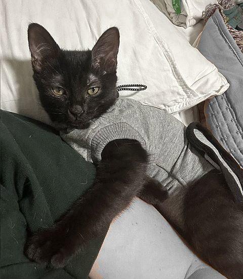 Enlarge Venture, a Adoptable Domestic Short Hair in Seal Beach, CA image 2/3