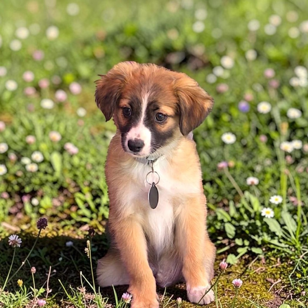 Larry, adopted, Puppy Male Spaniel & Chihuahua.
