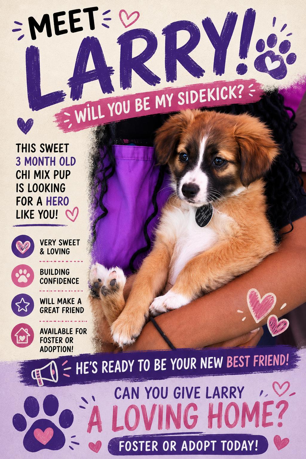 Enlarge Larry, an adopted mixed breed in Encinitas, CA image 6/6
