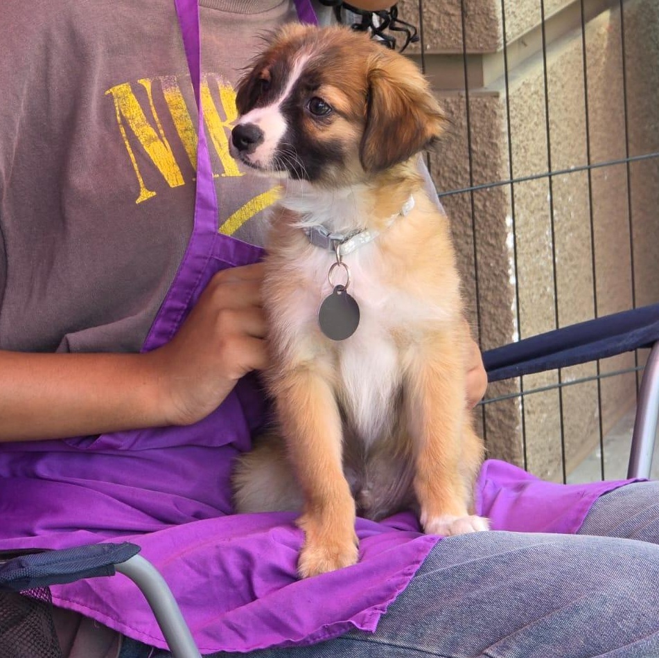 Enlarge Larry, an adopted mixed breed in Encinitas, CA image 5/6