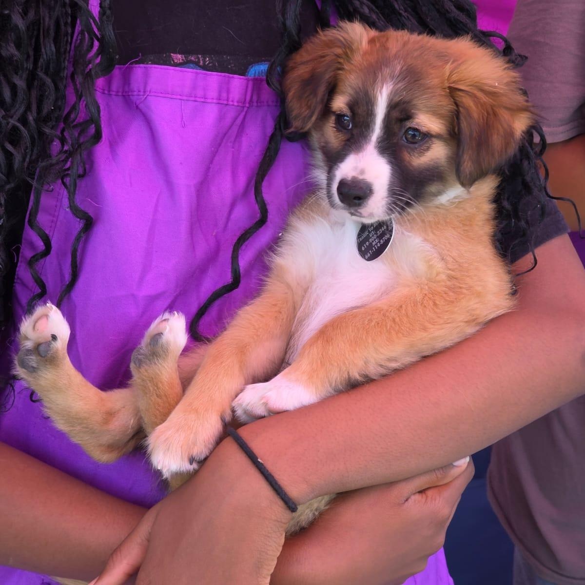 Enlarge Larry, an adopted mixed breed in Encinitas, CA image 4/6