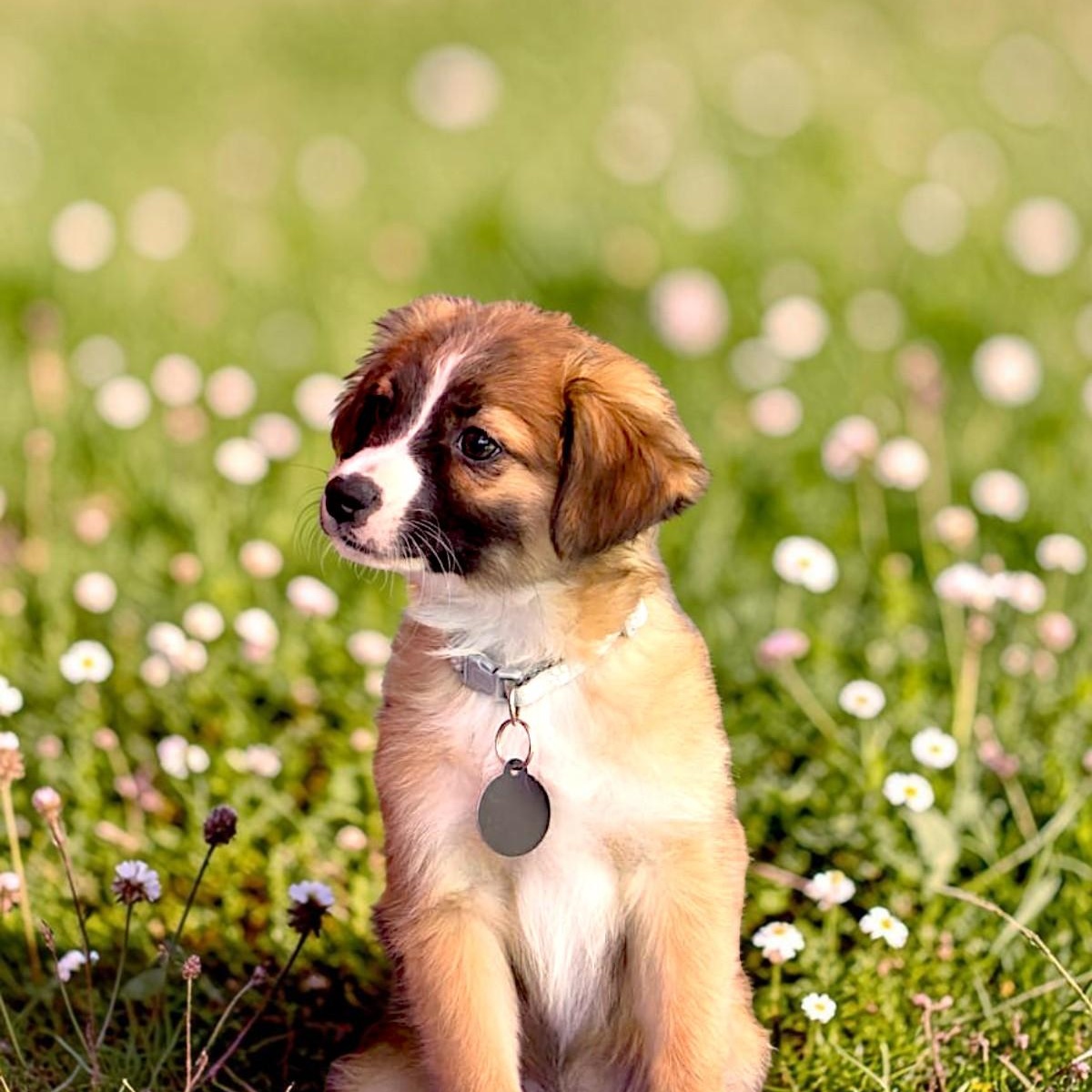Enlarge Larry, an adopted mixed breed in Encinitas, CA image 3/6
