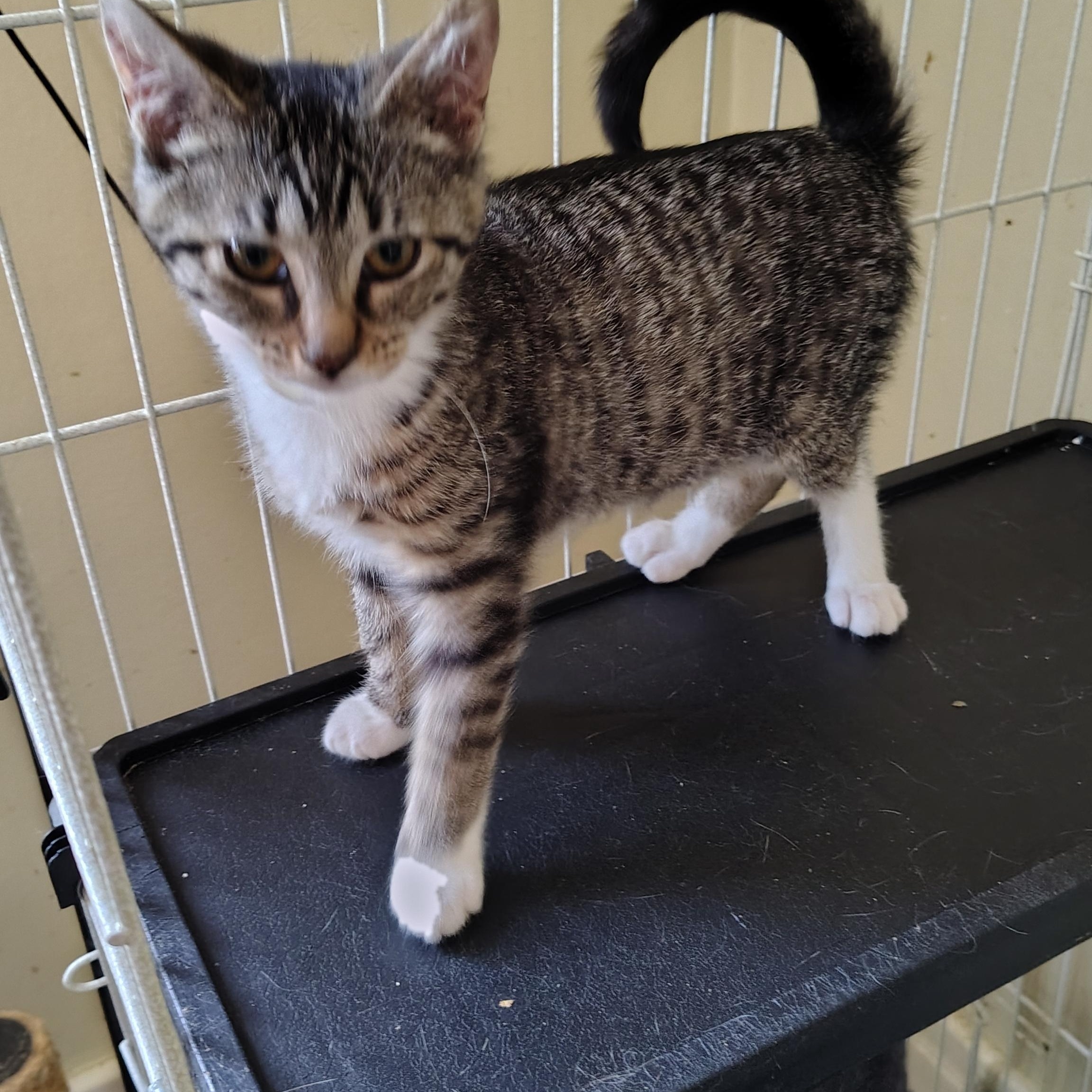 Pip, a Adopted Domestic Short Hair in Buffalo, NY image 2/3