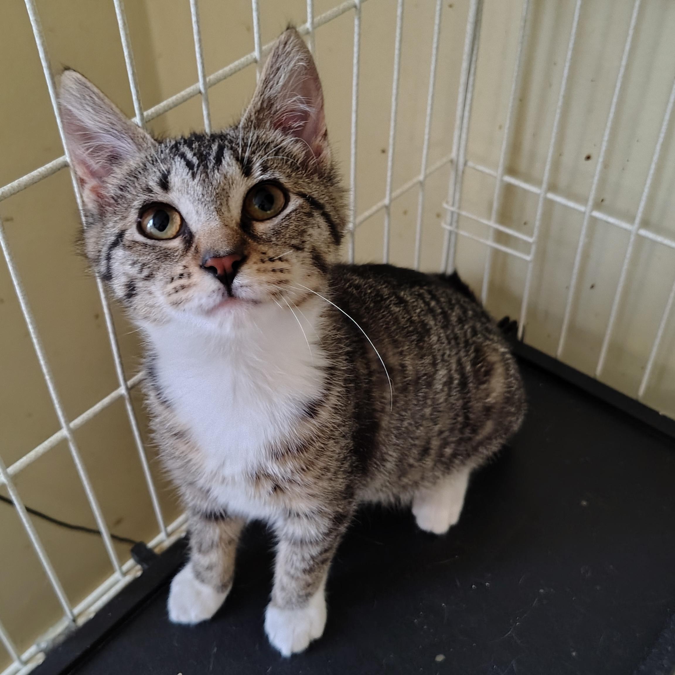 Pip, a Adopted Domestic Short Hair in Buffalo, NY image 1/3