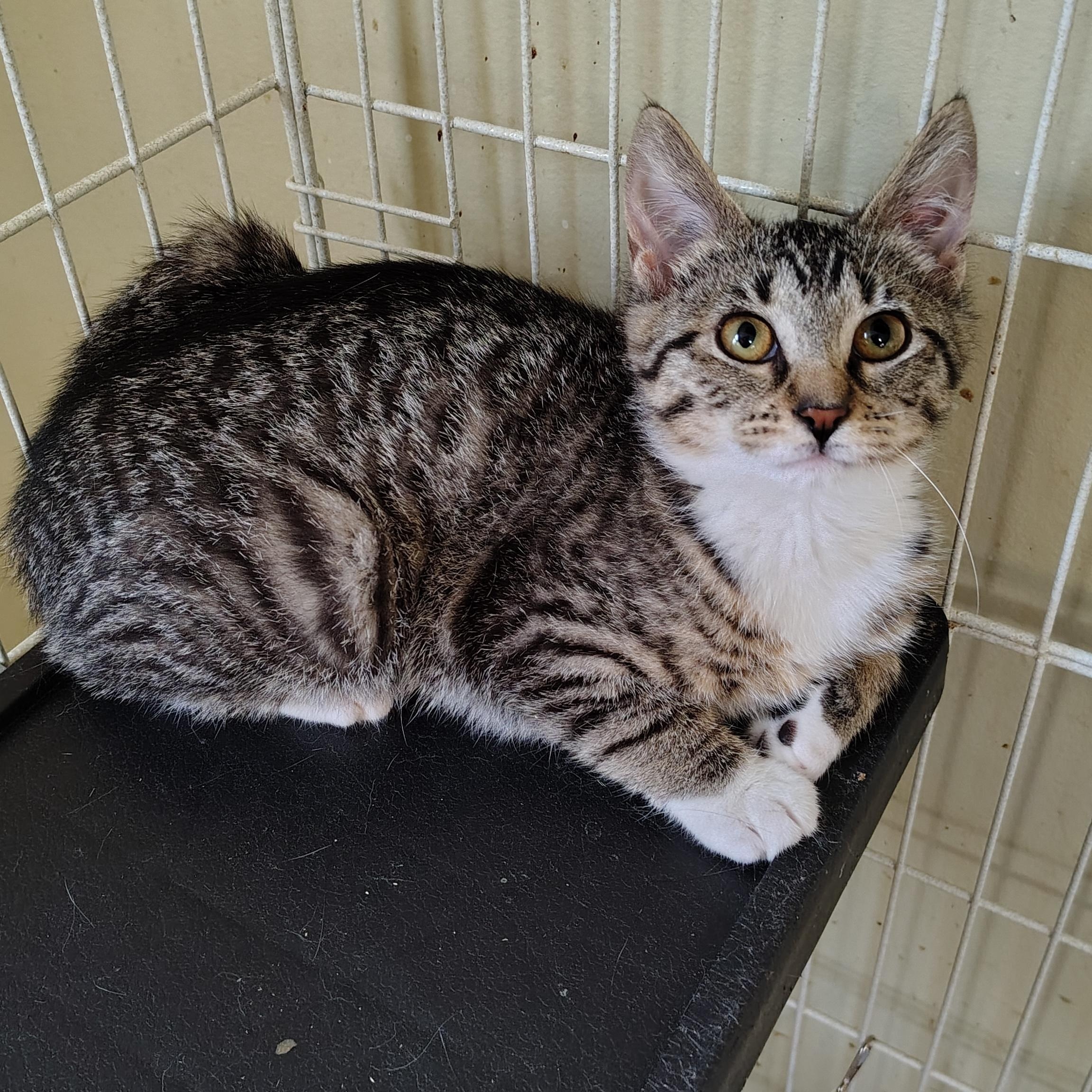 Pip, a Adopted Domestic Short Hair in Buffalo, NY image 3/3