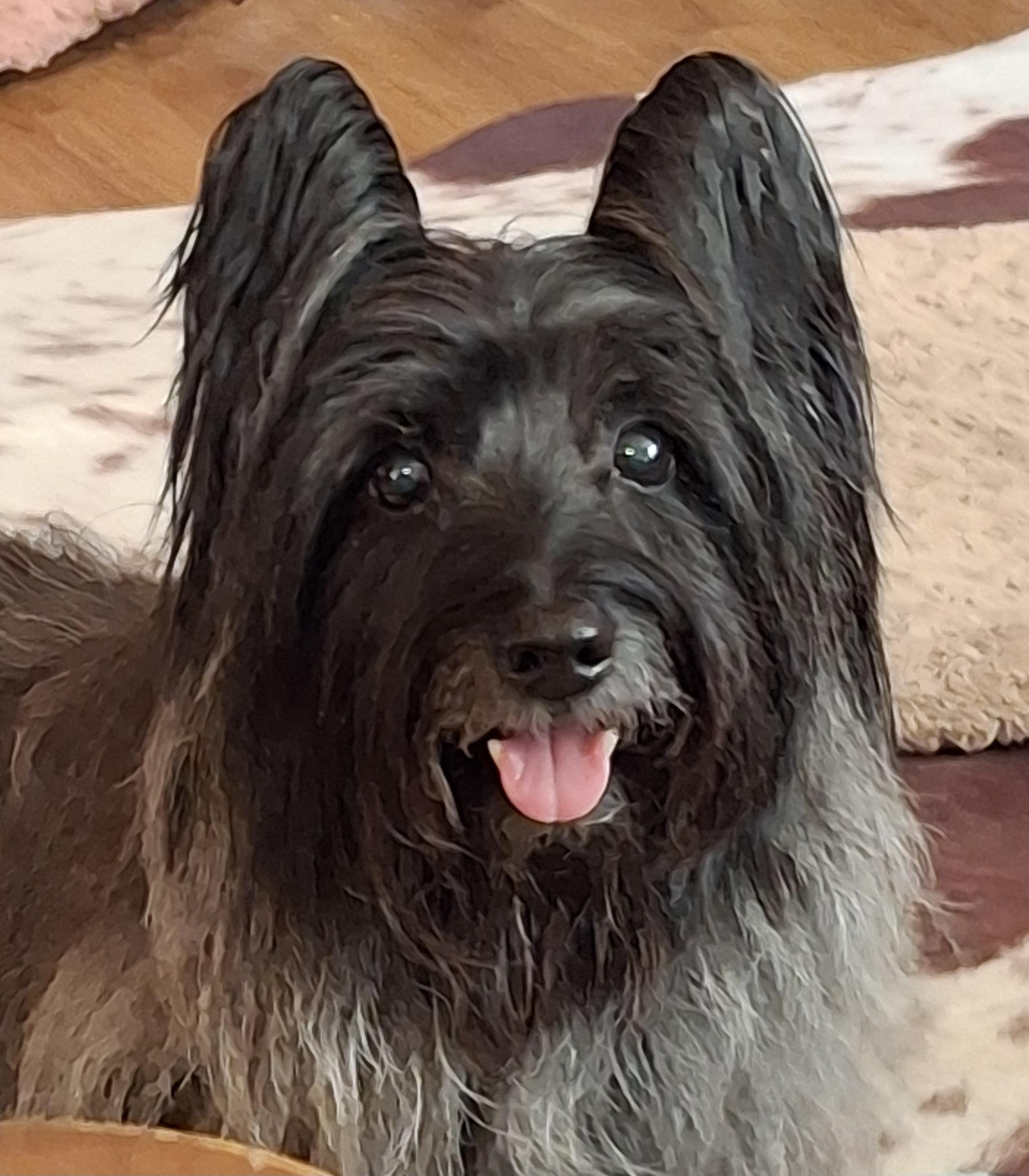 Enlarge Artful Dodger, a ADOPTABLE Skye Terrier in Tucson, AZ image 1/6