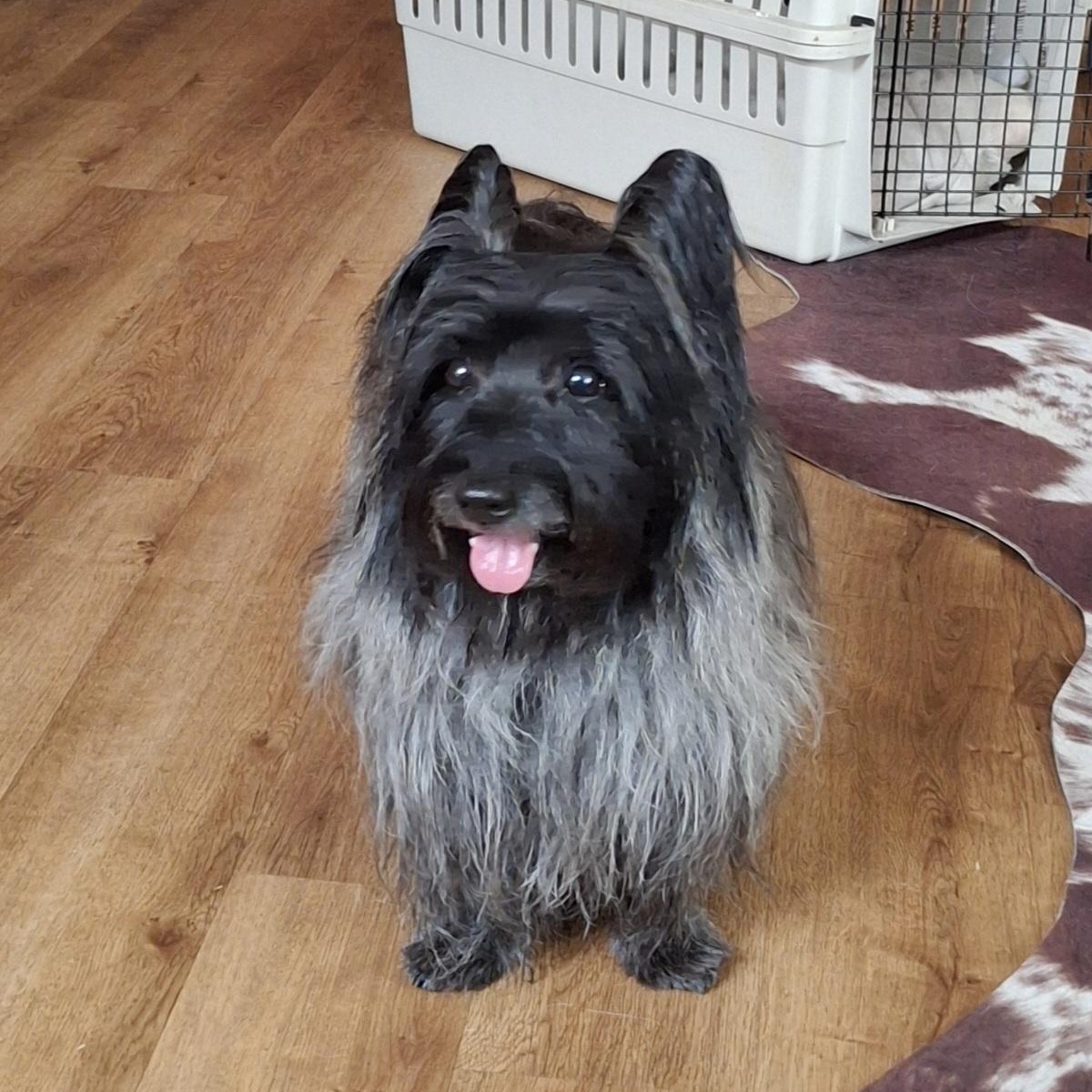 Enlarge Artful Dodger, a ADOPTABLE Skye Terrier in Tucson, AZ image 4/6