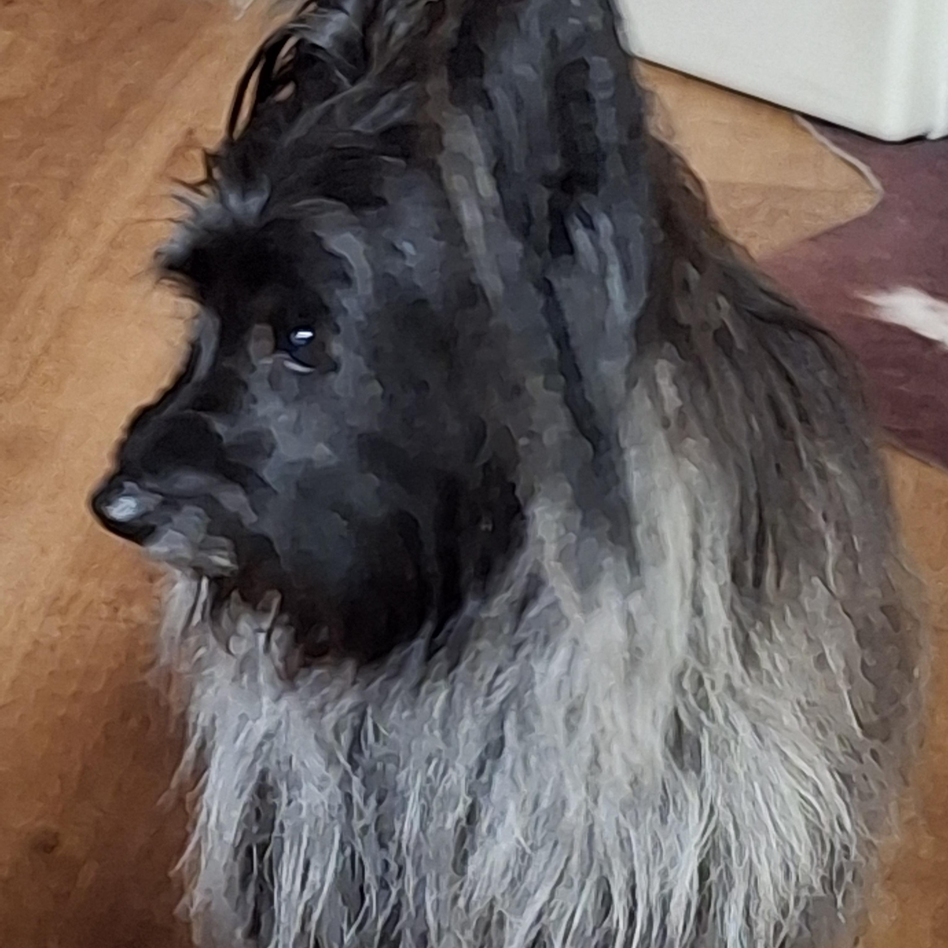 Enlarge Artful Dodger, a ADOPTABLE Skye Terrier in Tucson, AZ image 5/6