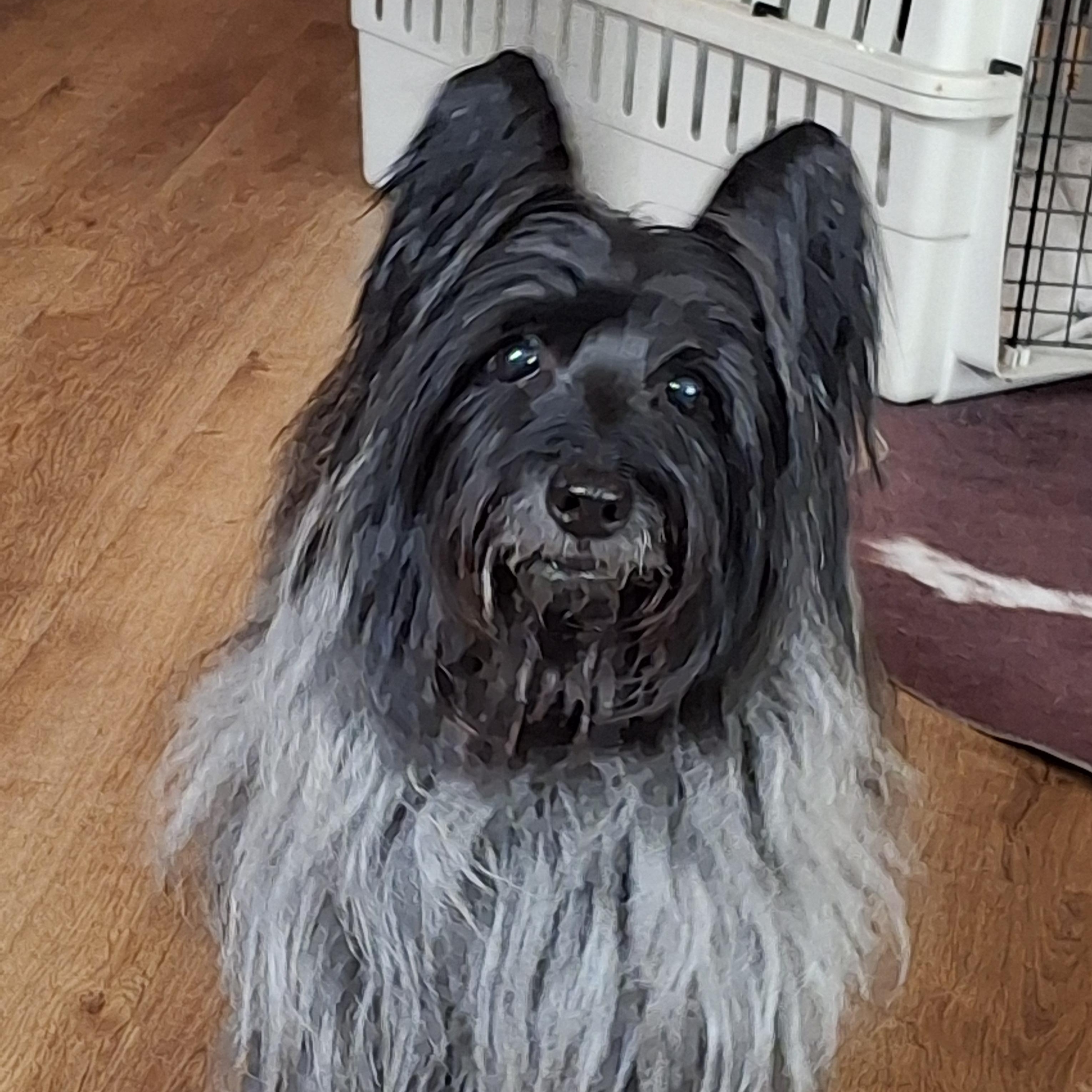 Enlarge Artful Dodger, a ADOPTABLE Skye Terrier in Tucson, AZ image 2/6