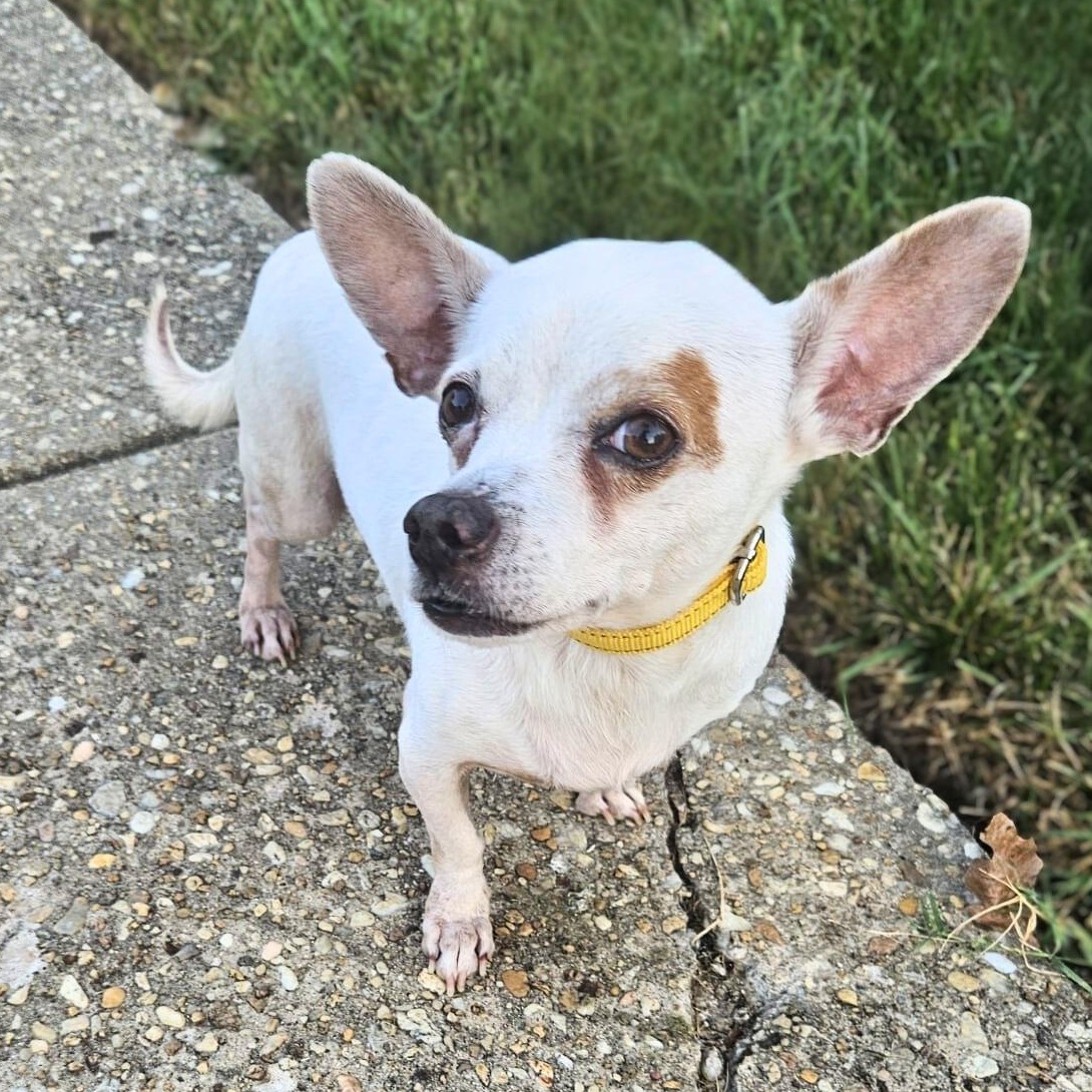 Bert