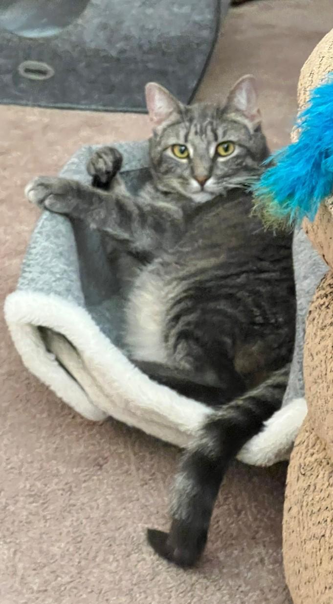 Tiki, Adoptable, Adult Female Domestic Short Hair.