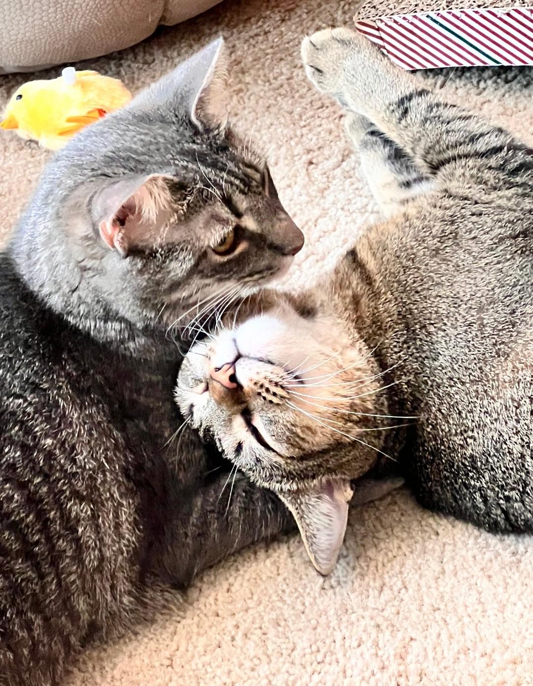 Tiki, a Adoptable Domestic Short Hair in Philadelphia, PA image 3/5