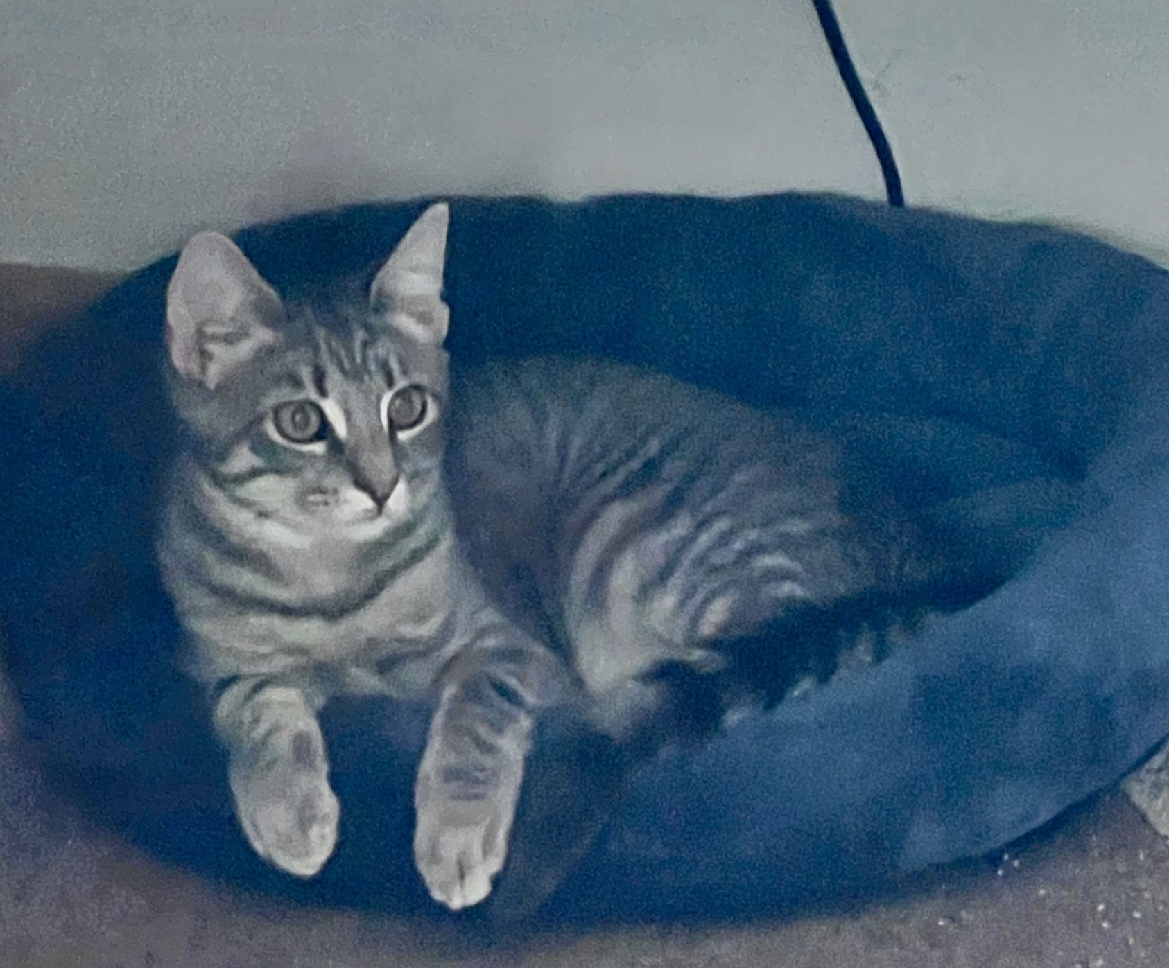 Tiki, a Adoptable Domestic Short Hair in Philadelphia, PA image 4/5