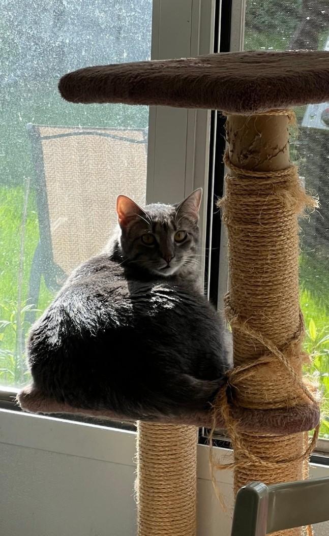 Tiki, a Adoptable Domestic Short Hair in Philadelphia, PA image 2/5