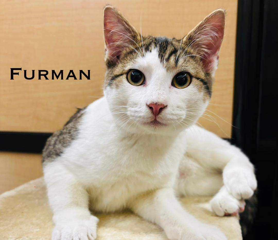 Furman photo 2