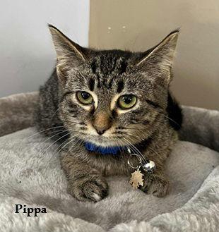 Enlarge Pippa: Bonded with Pansy, a Adoptable Domestic Short Hair in Elkins, WV image 1/1