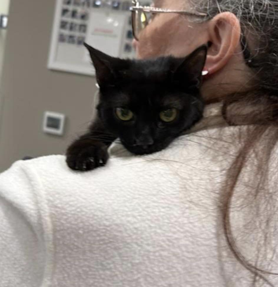 Enlarge Sage, a ADOPTABLE Domestic Short Hair in Cincinnati, OH image 3/4