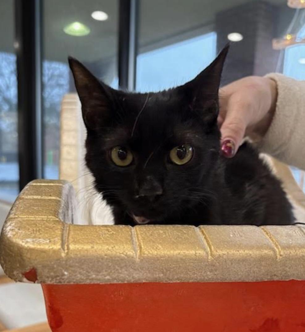 Sage, ADOPTABLE, Kitten Female Domestic Short Hair.