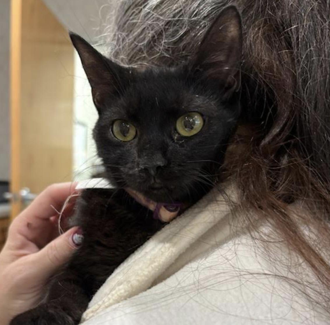 Enlarge Sage, a ADOPTABLE Domestic Short Hair in Cincinnati, OH image 2/4